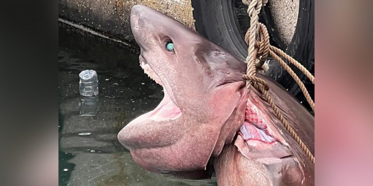 Mersin’de 4 metrelik cam göz köpekbalığı kıyıya vurdu
