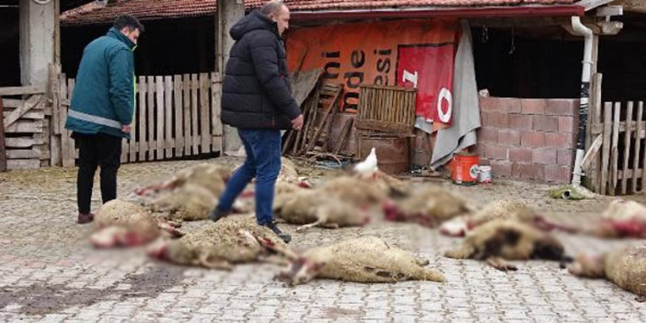 Vahşet devam ediyor: Başıboş sokak köpekleri 22 koyunu öldürdü