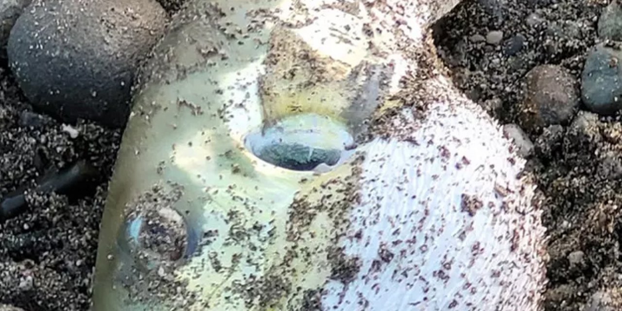 Hatay’da balon balığı krizi: 7 kişi hastanelik oldu