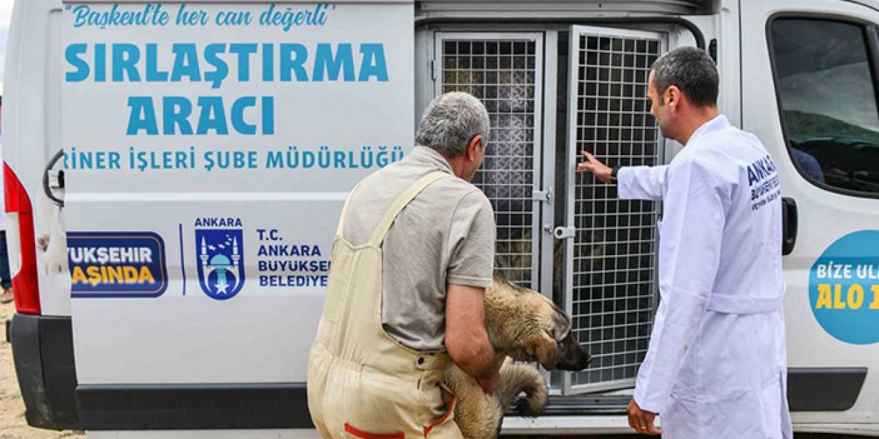 Ankara'da başıboş köpekler için harekete geçildi
