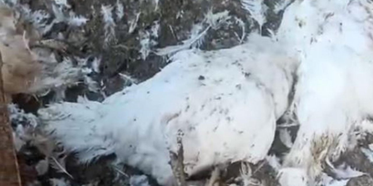 Konya’da sokak köpeği dehşeti: 2 ayda 15 canlı yok oldu