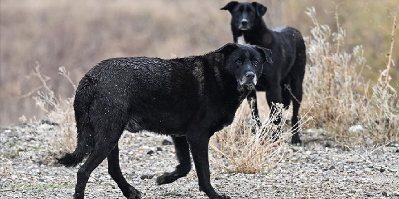 Başkentte sahipsiz köpekler hemşireye saldırdı! Canını zor kurtardı