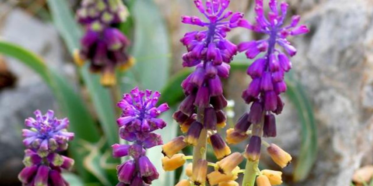 Konyalılar müjde: Yeni bir bitki keşfedildi