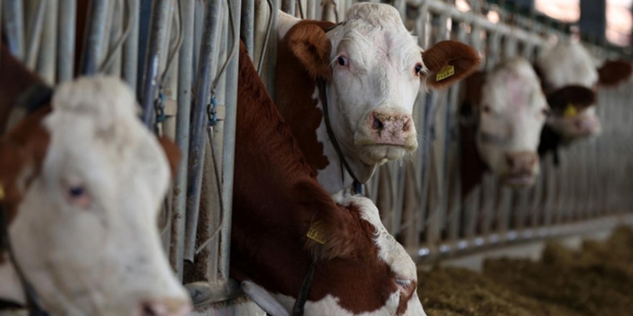 Afetzede çiftçilere devlet eli: Binlerce hayvan dağıtıldı