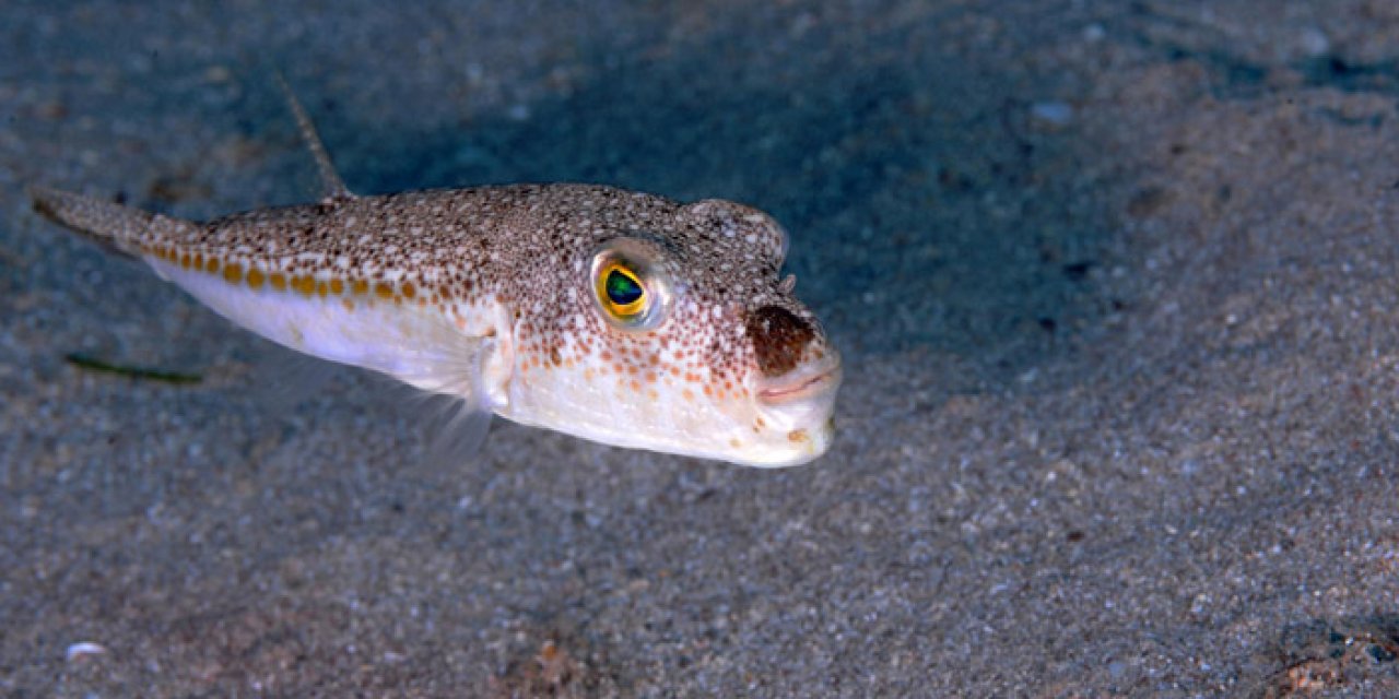 İzmir'de tehlike çanları! Zehirli balon balığı yönünü İzmir'e çevirdi