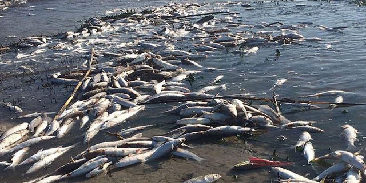 Araç lastikleri balık ölümlerine neden oluyor!