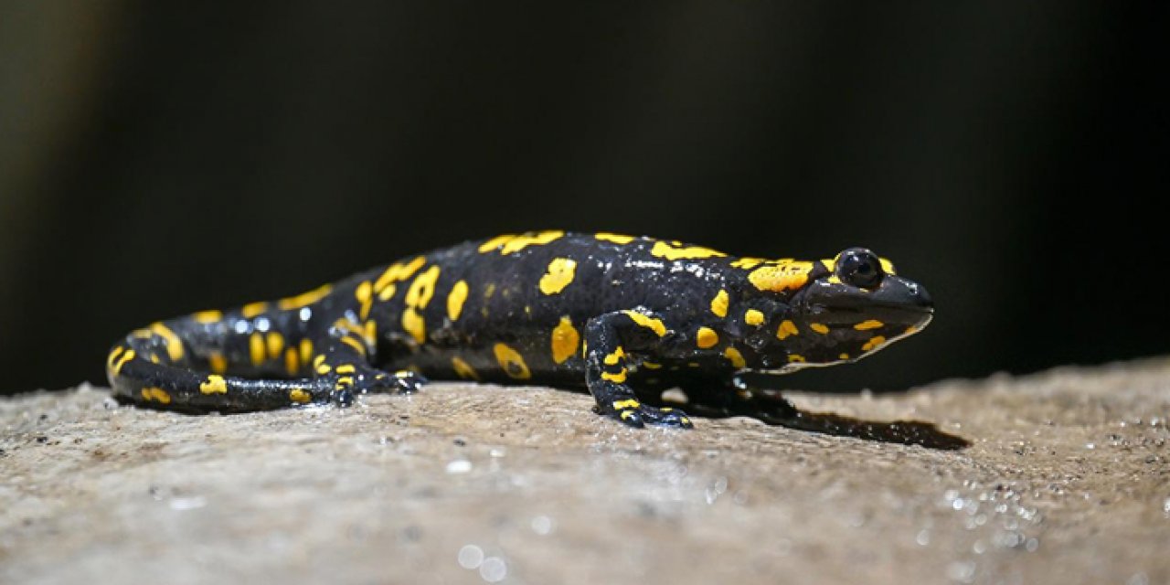 Malatya’da semender sevinci