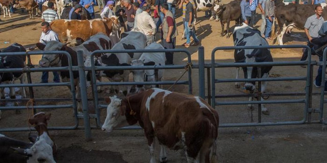 Şap hastalığı görüldü! Hayvan pazarı kapatıldı