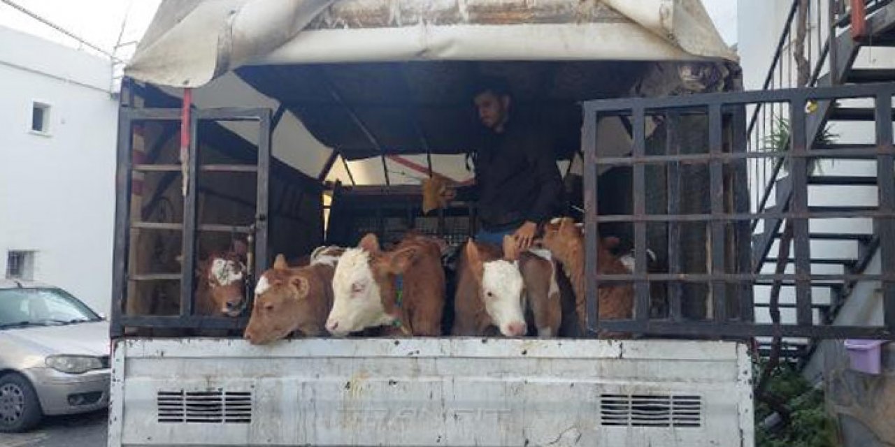 Alıcı gibi davranıp besicileri gasbettiler: 7 kişi gözaltına alındı