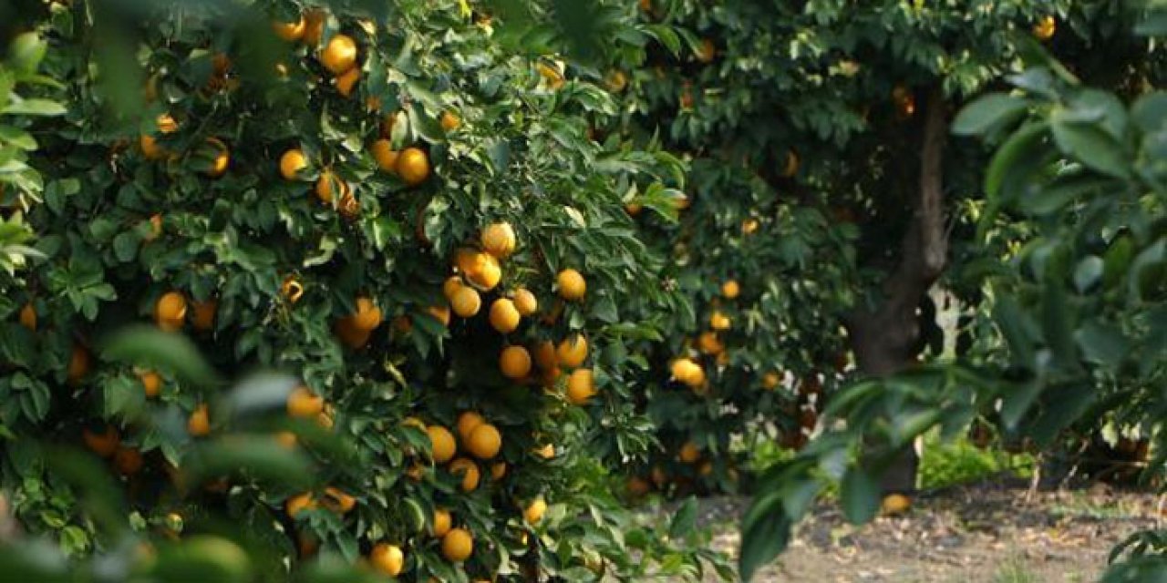 Limon markette 20, bahçede 1 lira