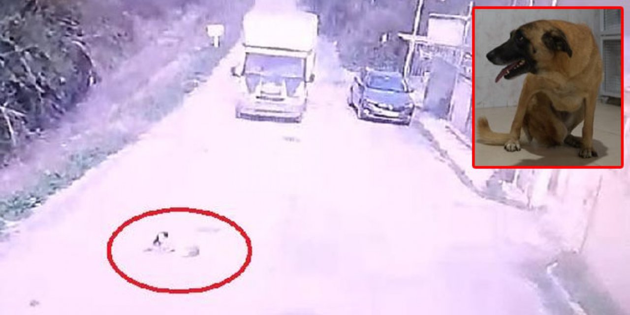 Köpeğe çarpıp yoluna devam etti: O anlar kameraya yansıdı