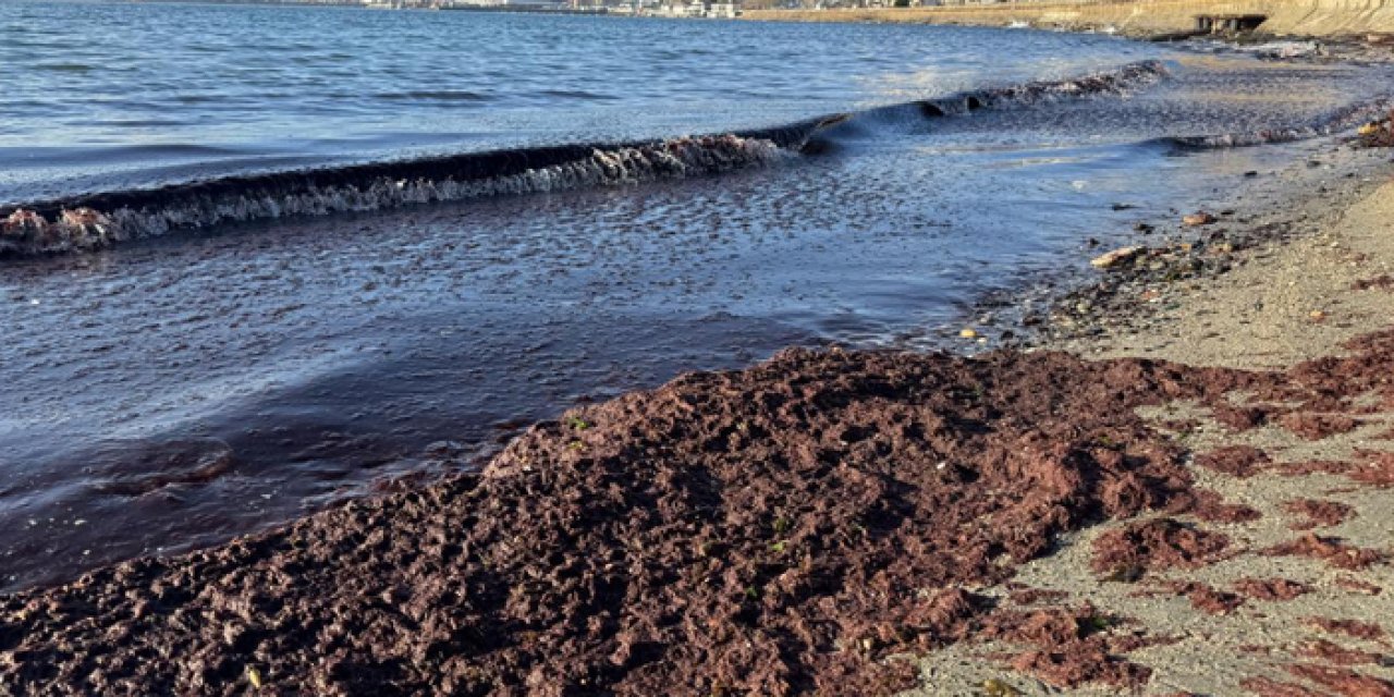Tekirdağ sahilleri kırmızı yosunla doldu