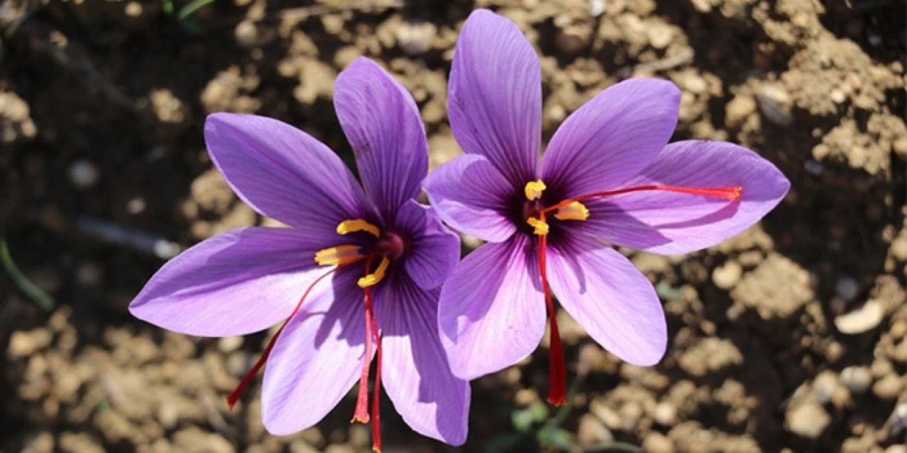 Safranbolu safranı AB'den coğrafi işaret tescili aldı