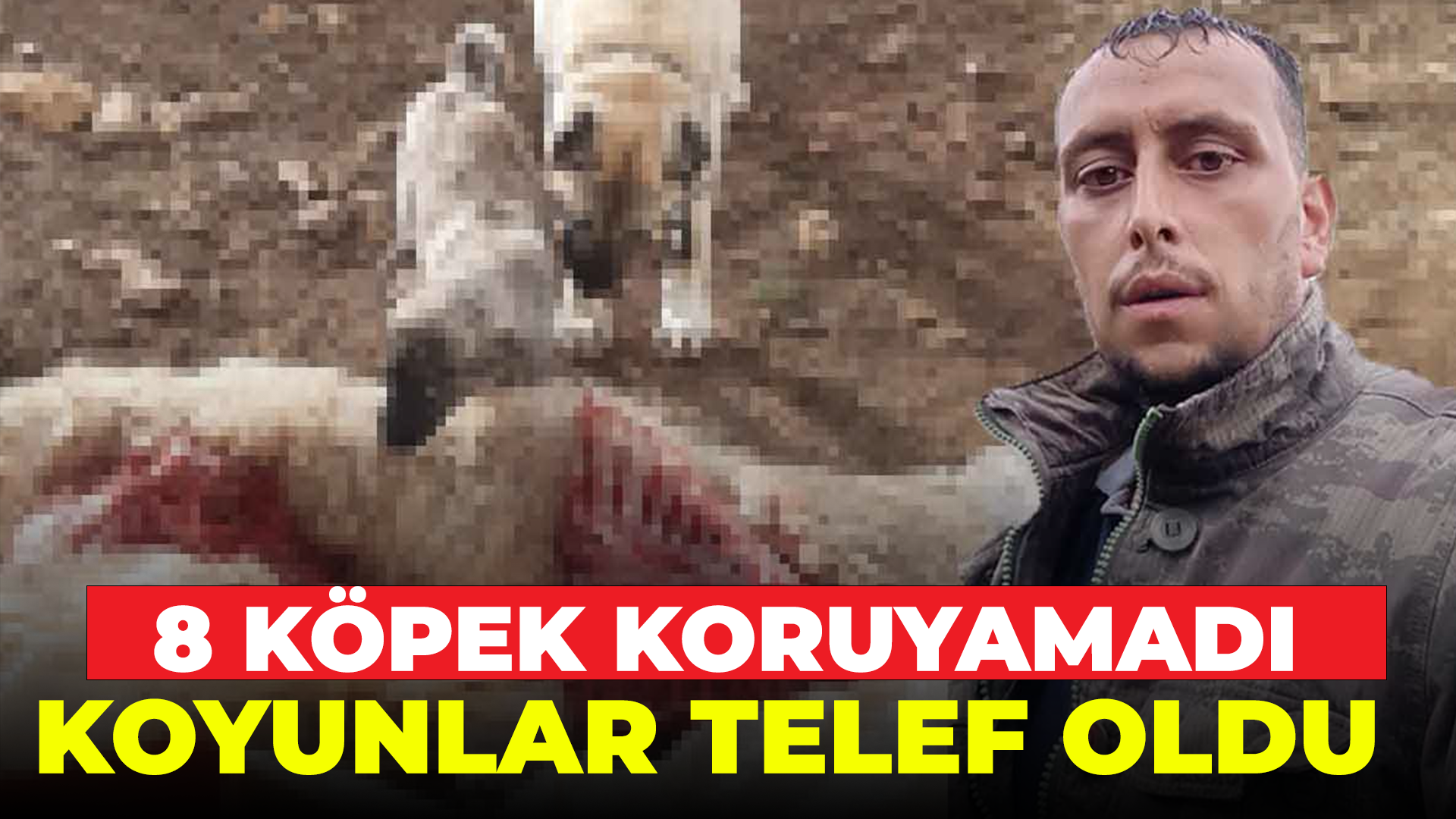 8 Köpek koruyamadı: Koyunlar telef oldu....