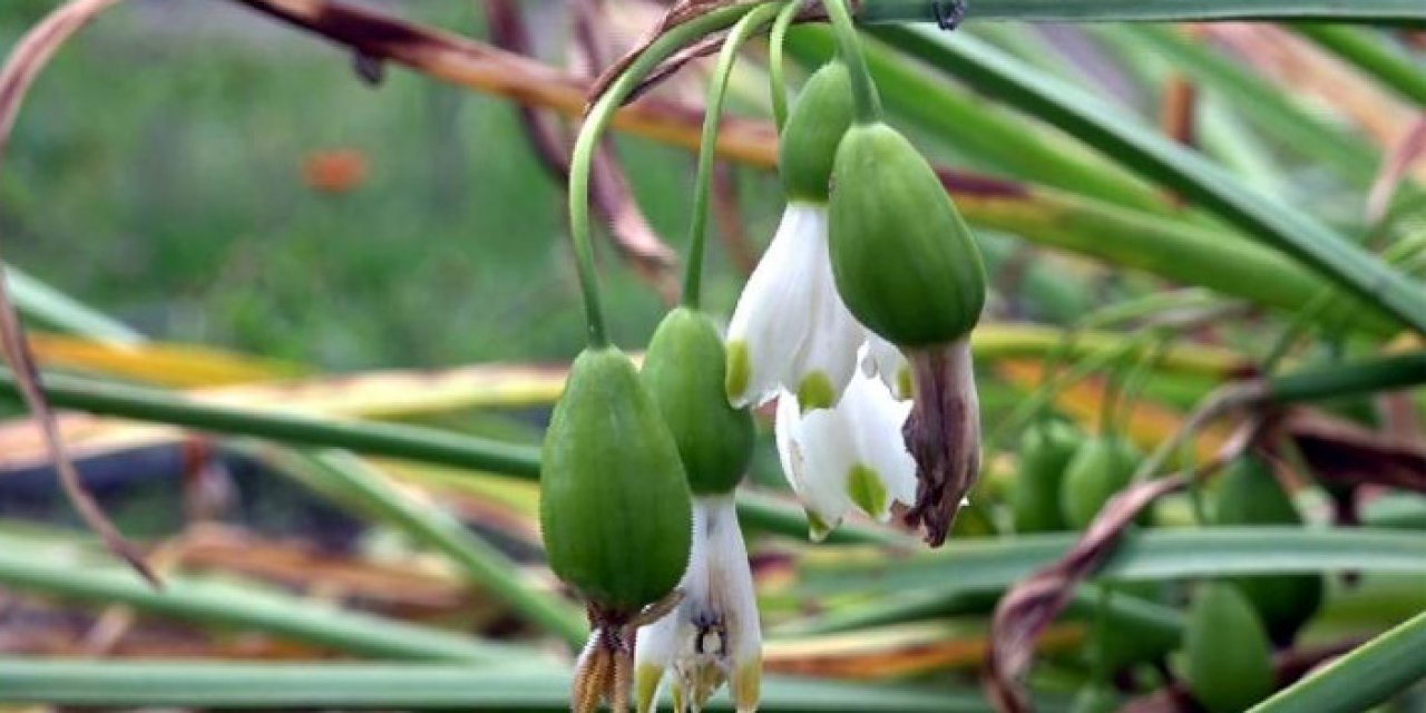 Kastamonu'da 35 endemik tür tespit edildi