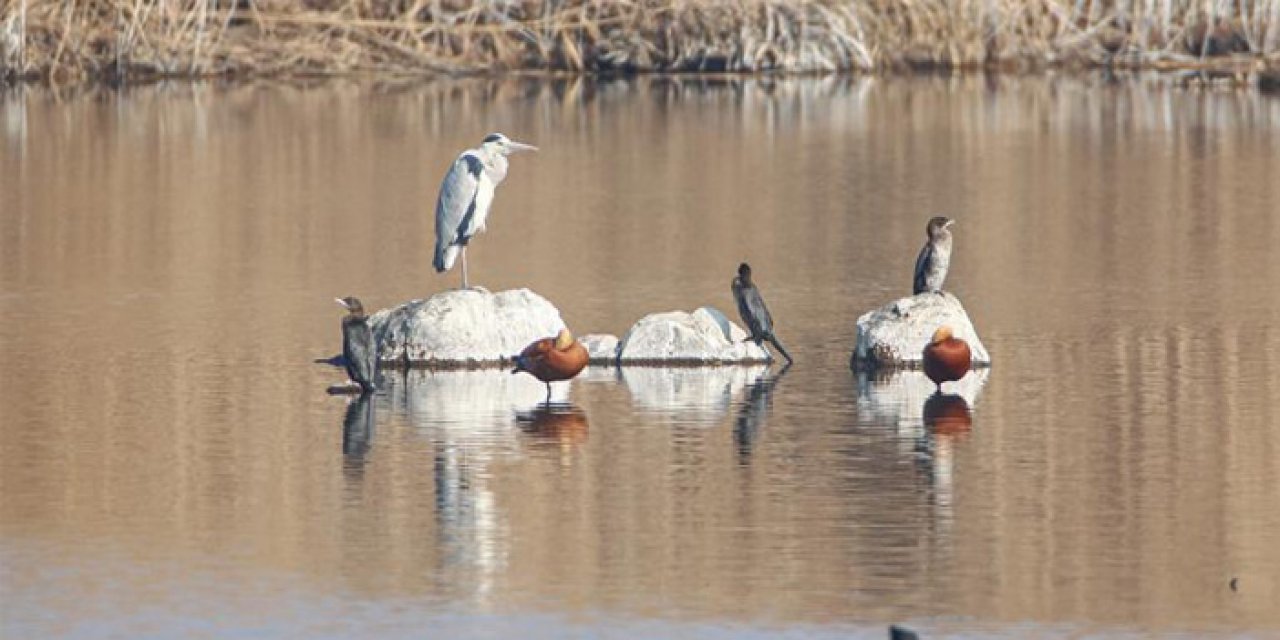 İzmir'de kış kuşu sayısında artış gözleniyor