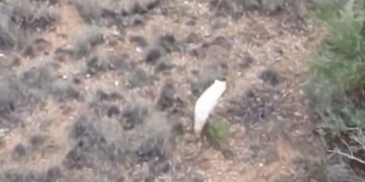 Türkiye'de ilk kez albino çakal görüldü