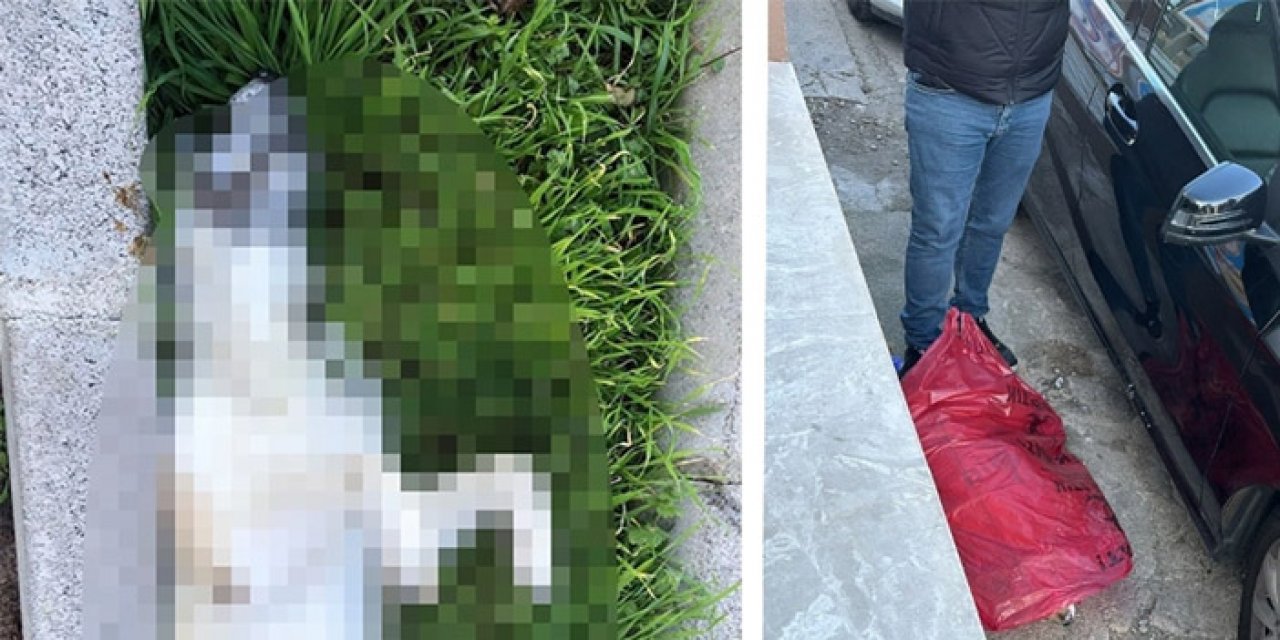 İzmir'de köpekler zehirlendi! 3 köpek öldü, 2’si tedavi altında