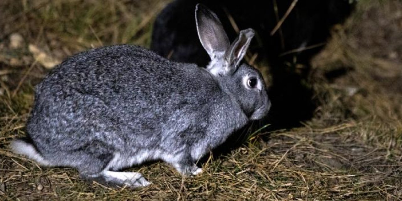 Ankara’da tavşan sorunu: Ölüme terk ettiler