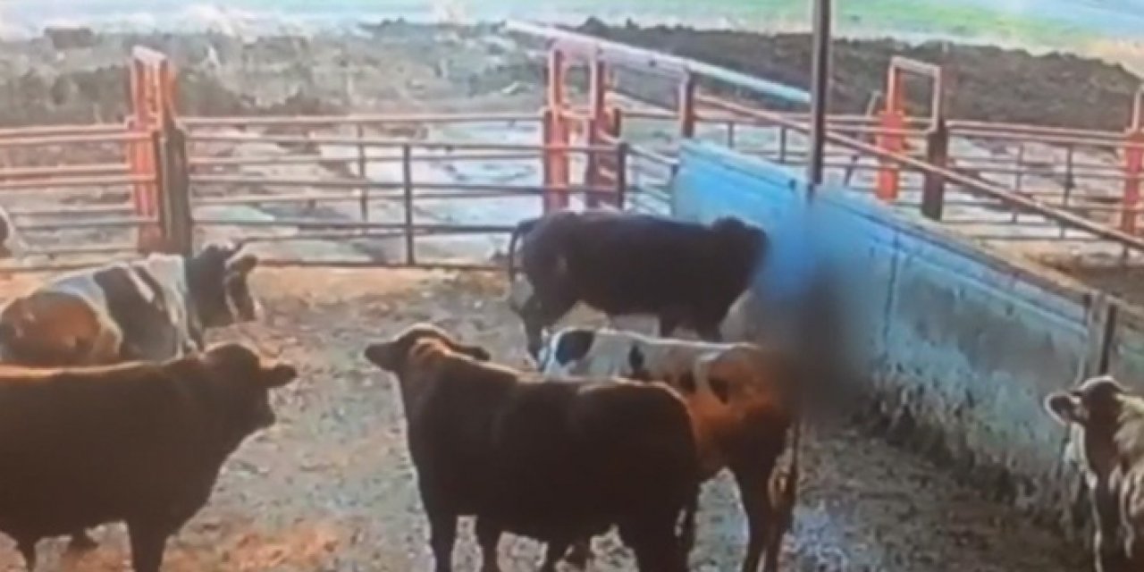 Talihsiz besici boğanın saldırısına uğrayarak yaralandı