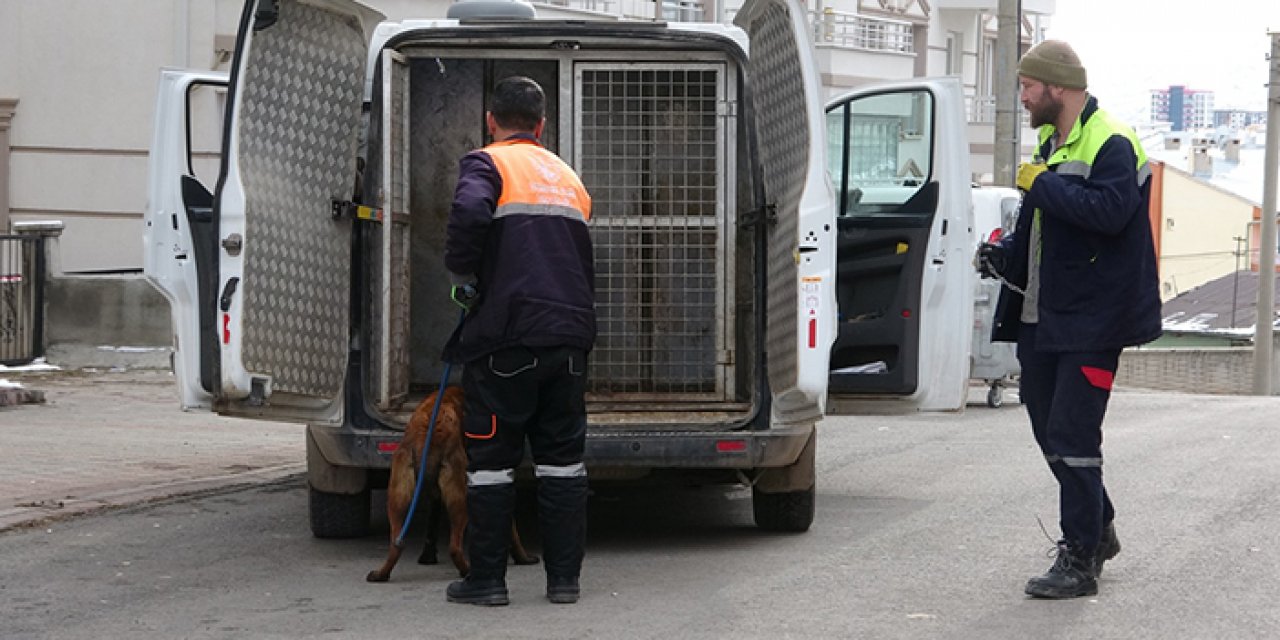 Sivas'ta köpek 2'si çocuk 4 kişiyi yaraladı