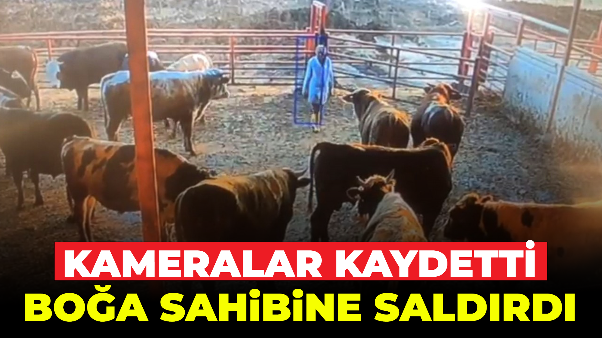 Kırşehir'de vatandaş boğa saldırısına uğradı...
