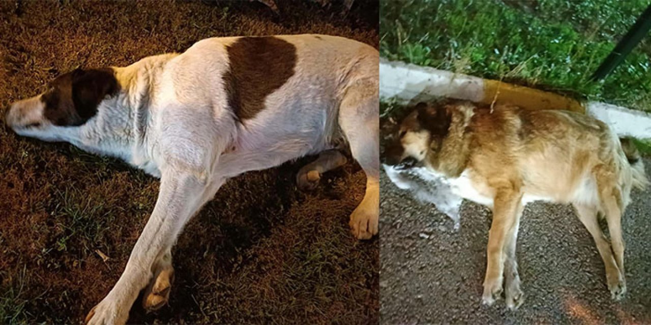 İzmir’de acı tablo! 13 köpek zehirlendi; 11'i öldü