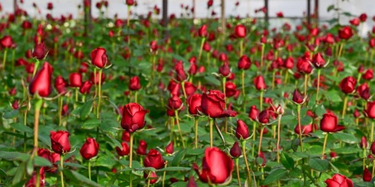 İzmir çiçek açtı: 14 Şubat hazırlığı başladı