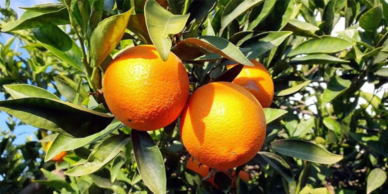 Aydın'ın 'Kuyucak Portakalı' tescillendi