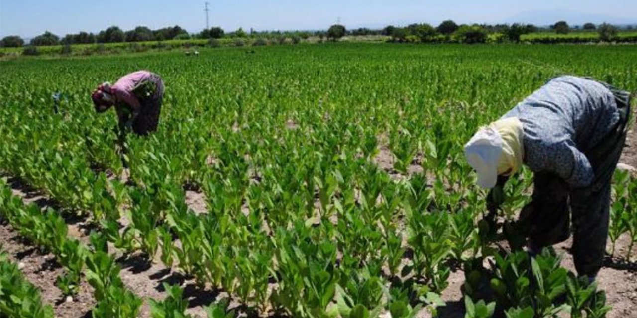 Manisa'da alımlar başladı: Tütün başfiyatı belli oldu