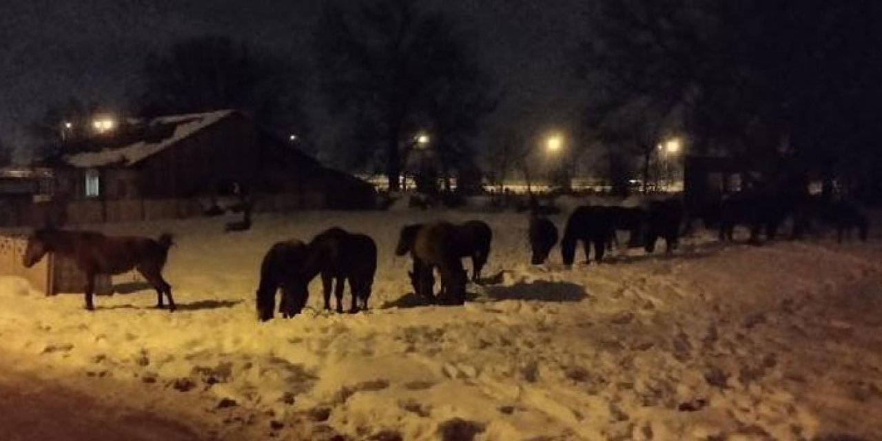 Karın kapladığı yaylada aç kalan atlar şehre indi