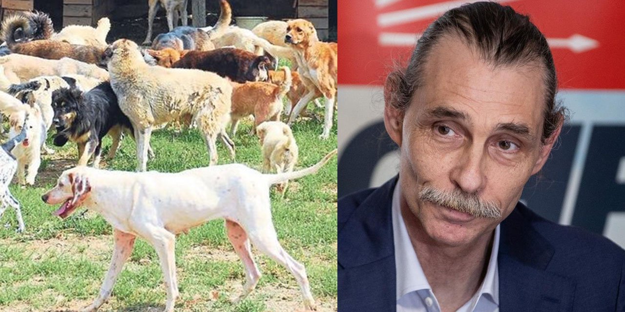 CHP Ankara adayından köpekseverleri sevindiren çıkış: “4 kedim 2 de köpeğim var”