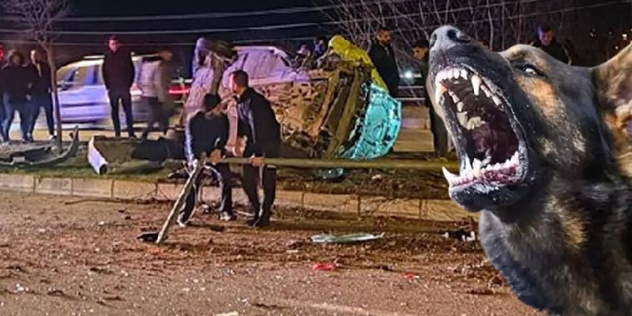 Yola atlayan köpek can alıyordu: 5 yaralı