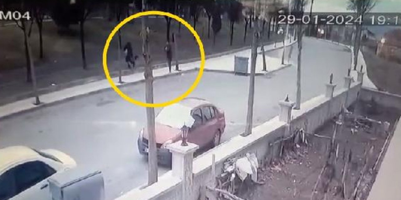 Çorum’da köpek krizi: Rottweiler cinsi köpek Shih Tzu cinsi köpeğe saldırdı