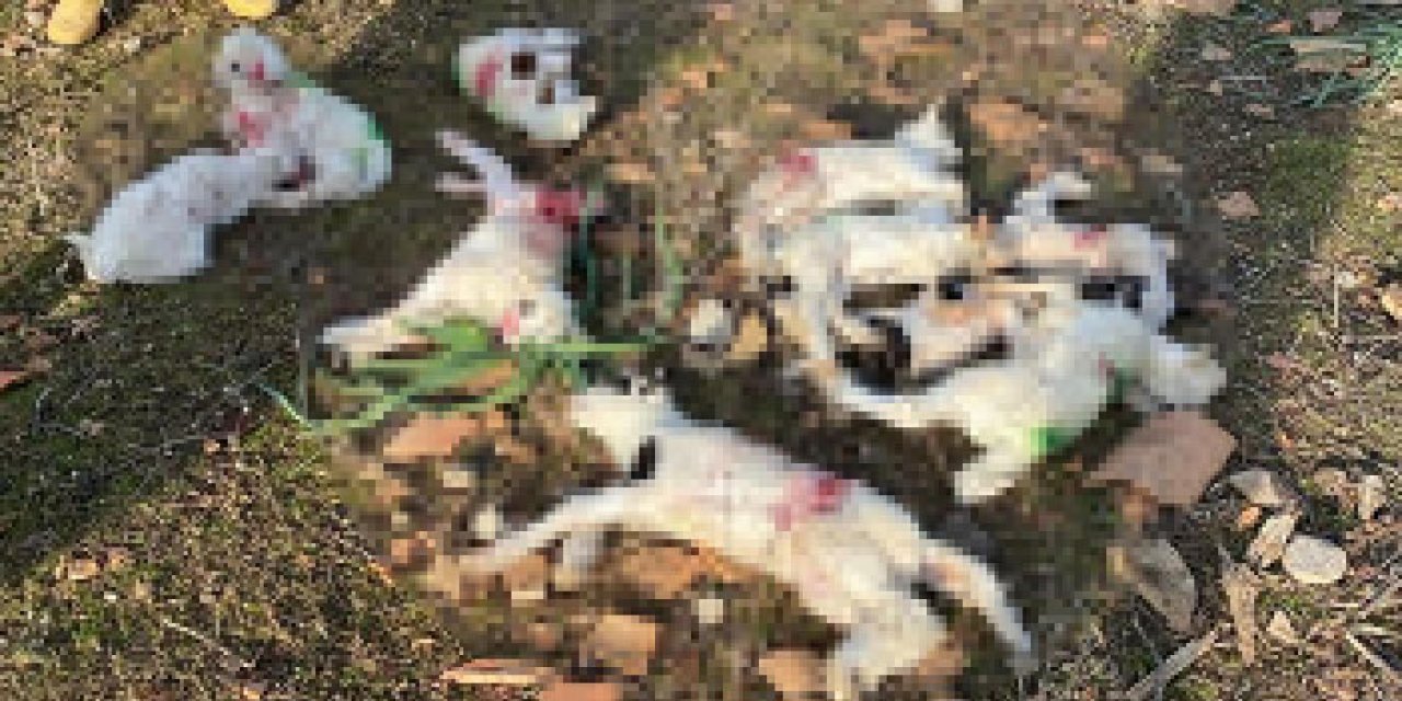 Başıboş sokak köpekleri dehşet saçtı! 11 küçükbaşı parçaladı