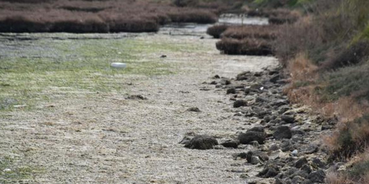 İzmir Körfezi'ne yakışmayan görüntüler: Her yeri sardı