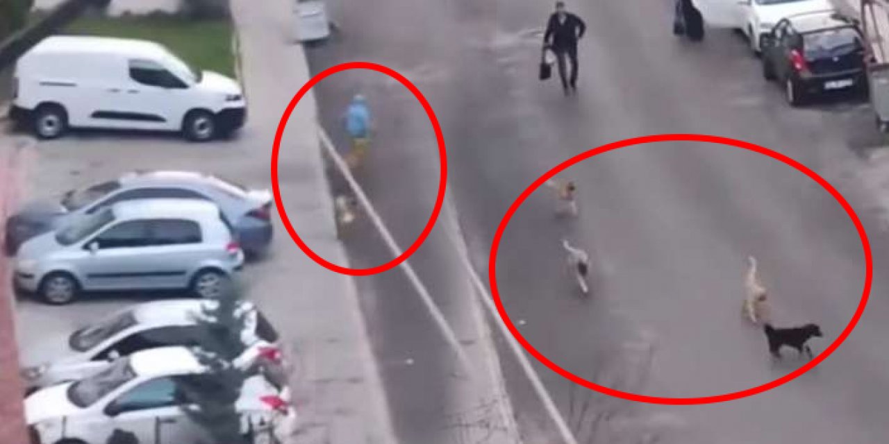 Önlem alınmıyor saldırılar bitmiyor: Altındağ’da bir çocuk köpeklerin hedefi oldu