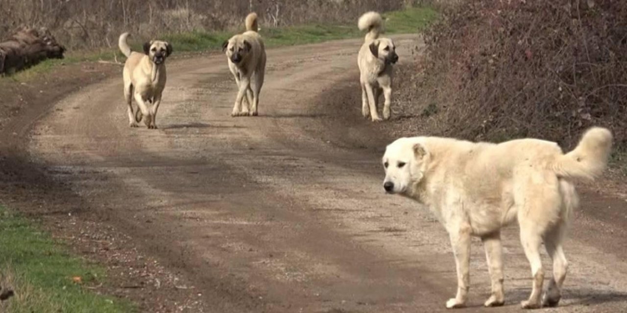 Köpek sorunu devam ediyor: 14 yaşındaki kız yaralandı