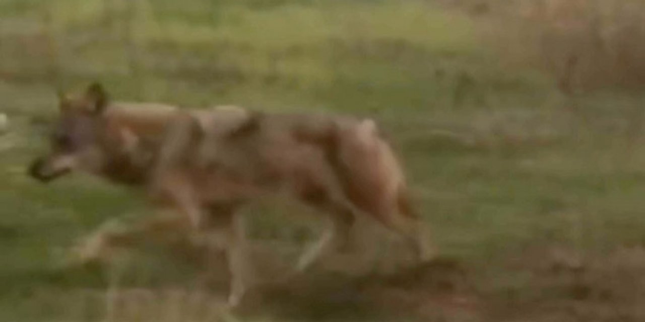 Ankara'da şehre kurt indi