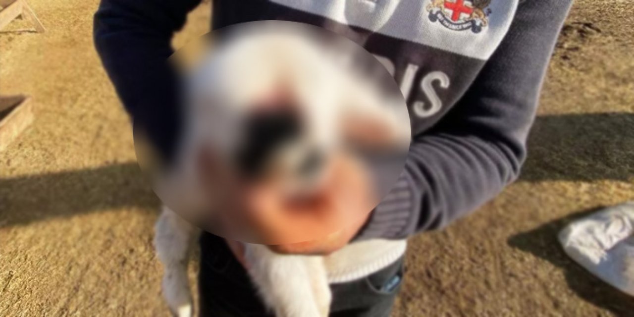 Konya'da görülmemiş olay! Duyanlar hayrete düşüyor