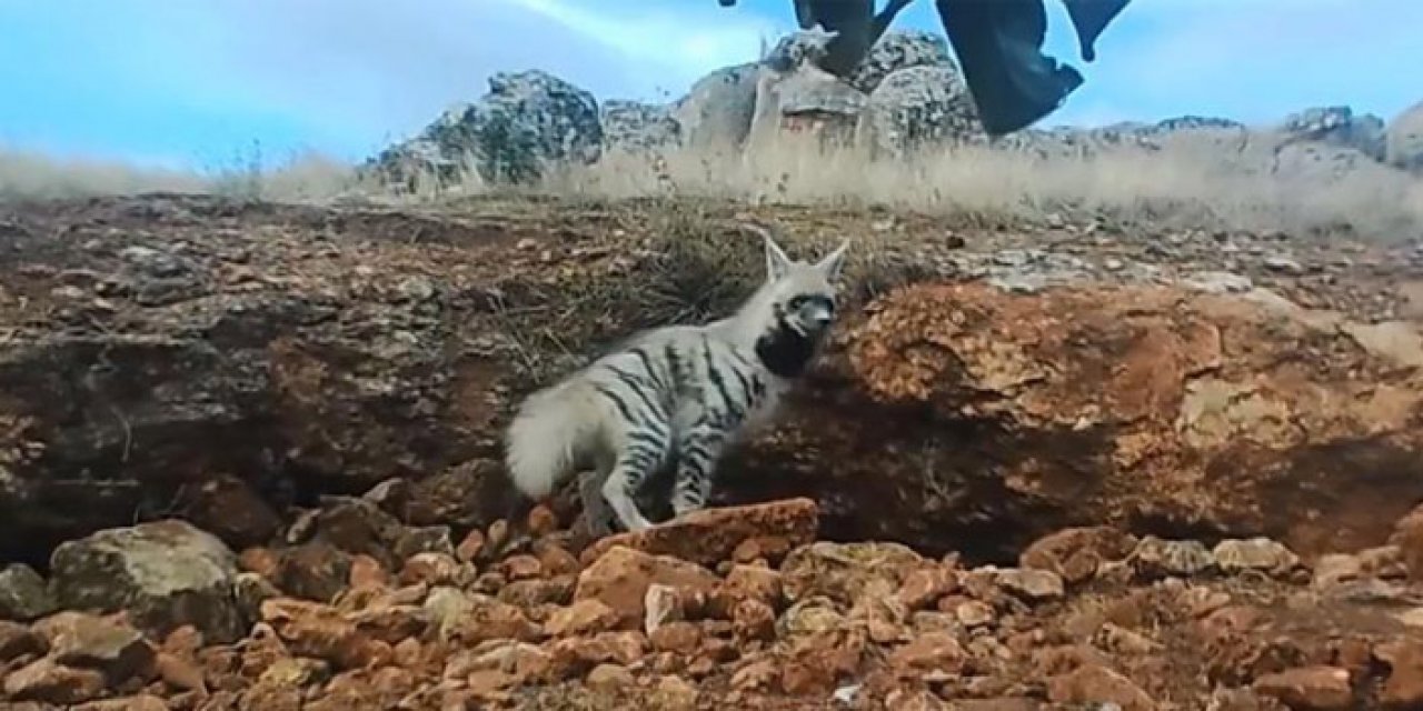 Çizgili sırtlan fotokapanla görüntülendi