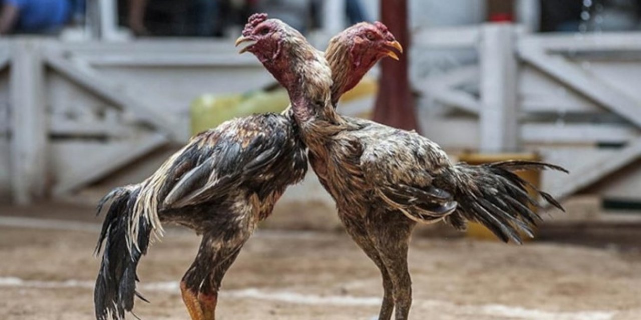 Konya'da horoz dövüştüren 52 kişiye ceza yağdı!