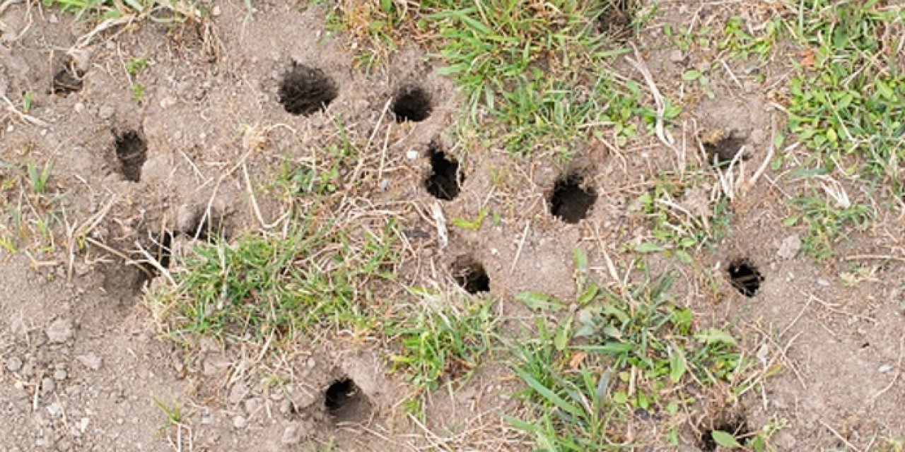 Çiftçiye zehirli buğday SMS’i: Mesajı gören bir daha baktı!