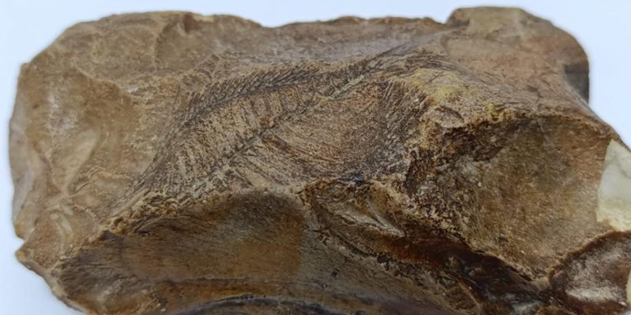 15 milyon yıl öncesine ait balık fosili bulundu!