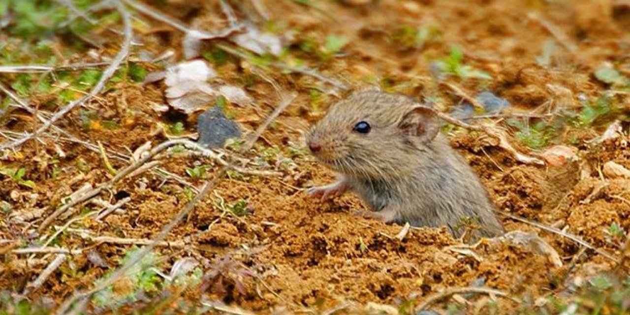 Konyalı çiftçilere kötü haber: Fareler alarm veriyor!