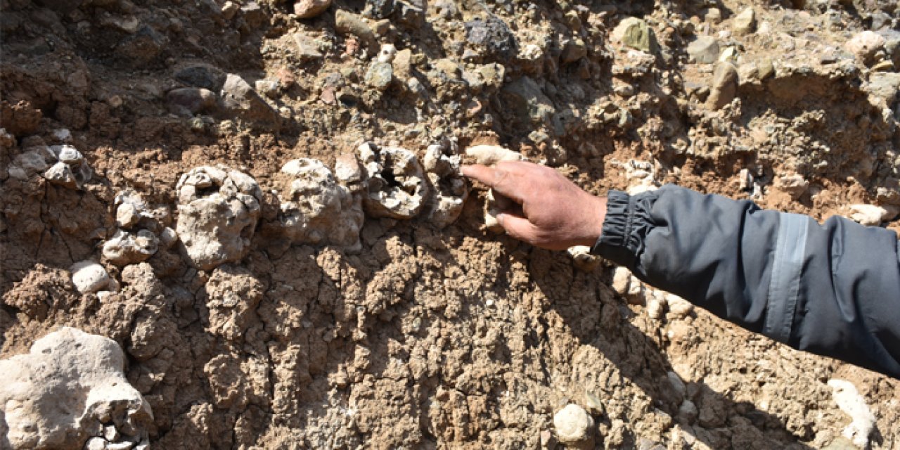 'Niğde'de dinozor fosili' gündem oldu!