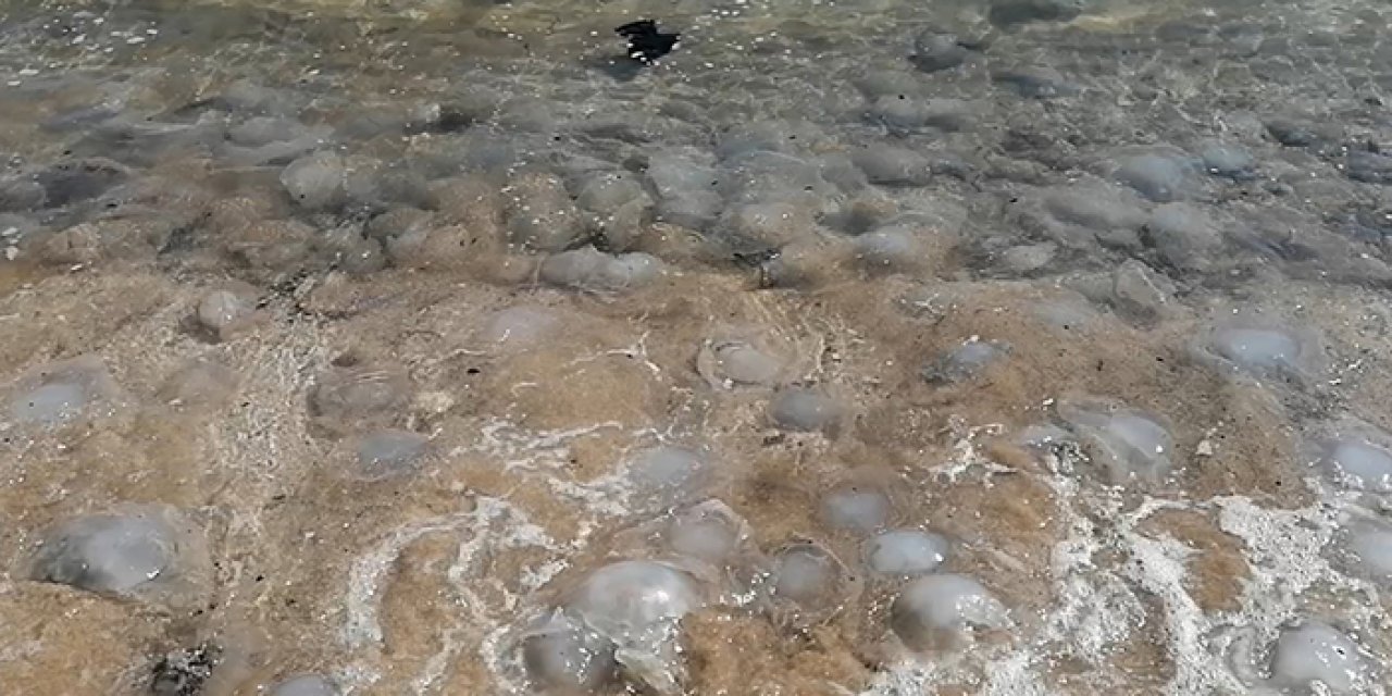 Mersin sahillerinde korkunç görüntü: Yüzlerce ölüsü bulundu!