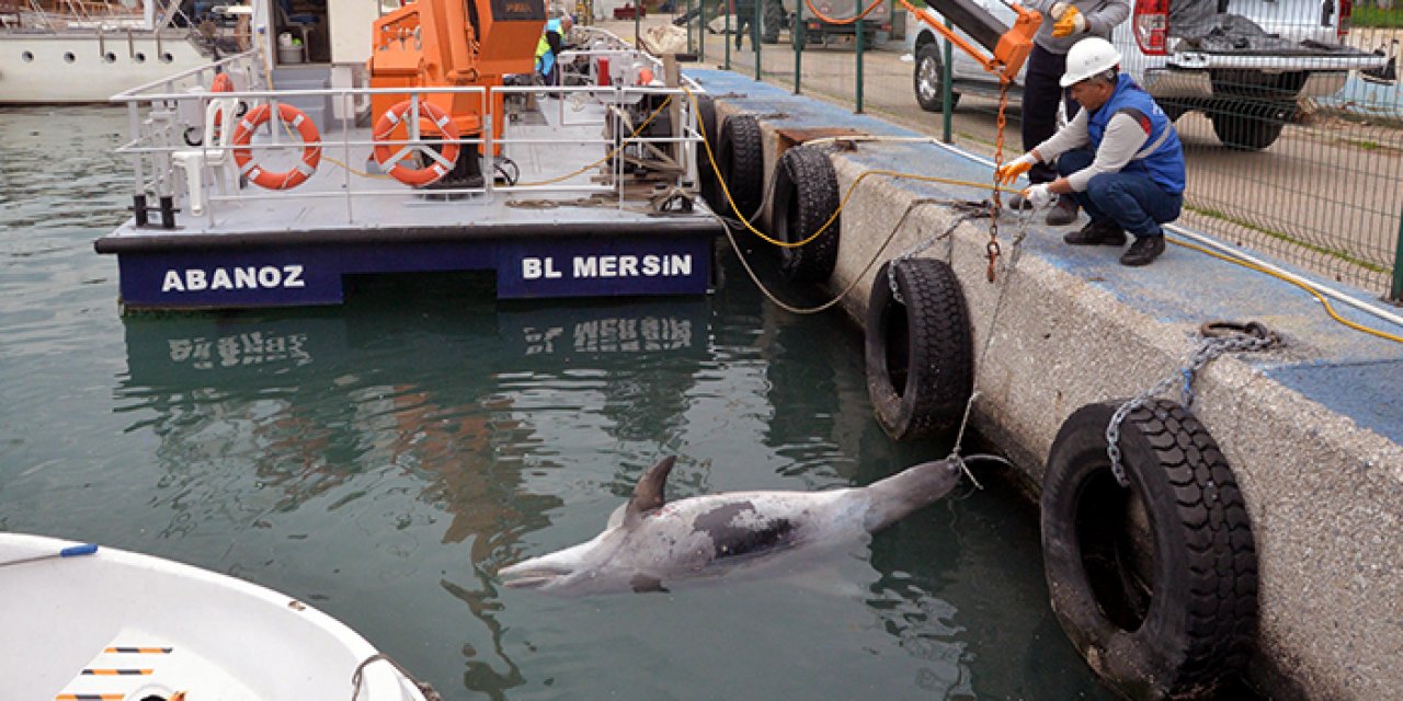 Mersin sahilinde şok olay: Tam 400 kilo ağırlığında