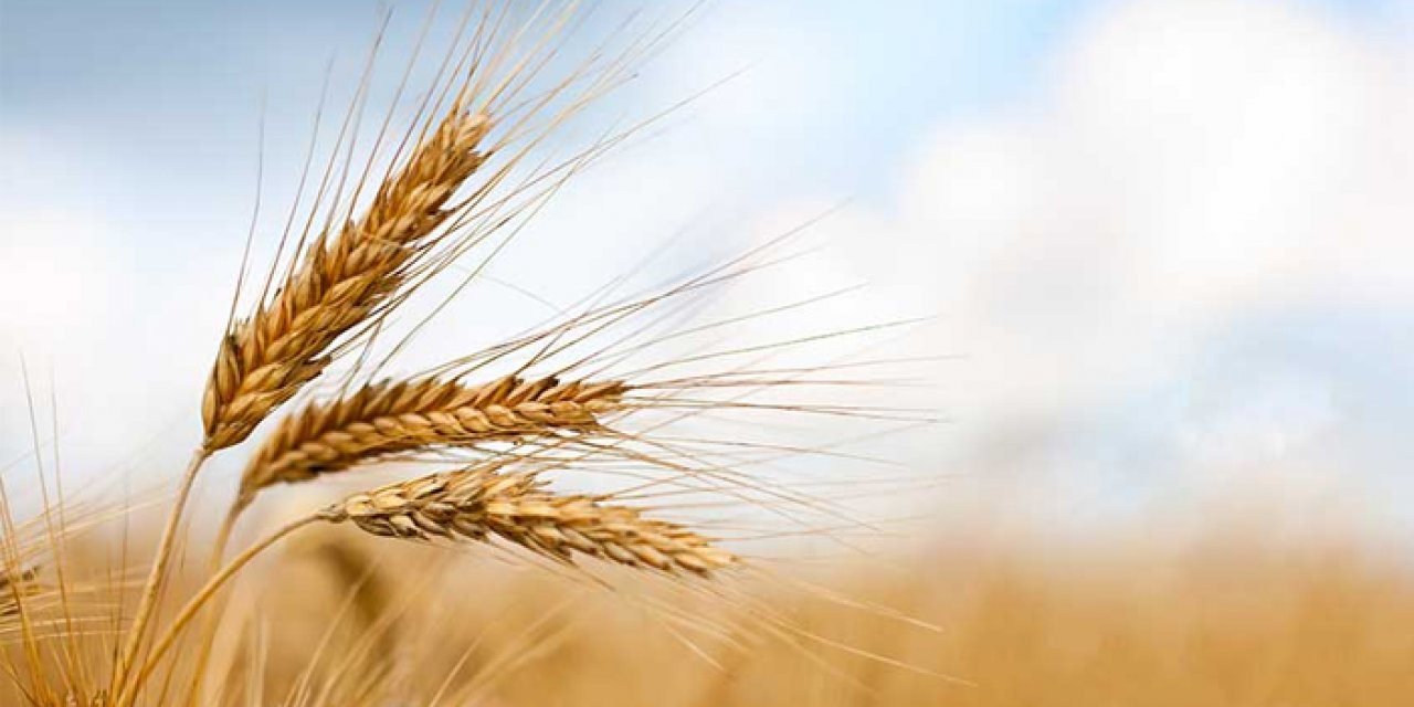 Ardahan'ın ata buğdayı kavılca coğrafi işaret aldı