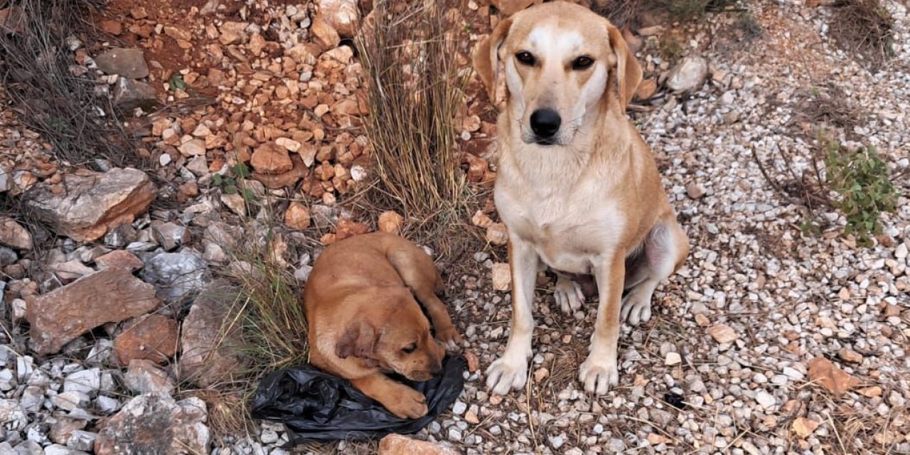 Antalya'da 4 yavru köpeğe korkunç işkence!